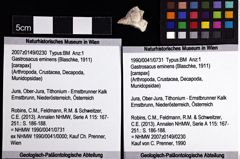 Foto (Objket + Etiketten) von Gastrosacus eminens (Blaschke, 1911) 